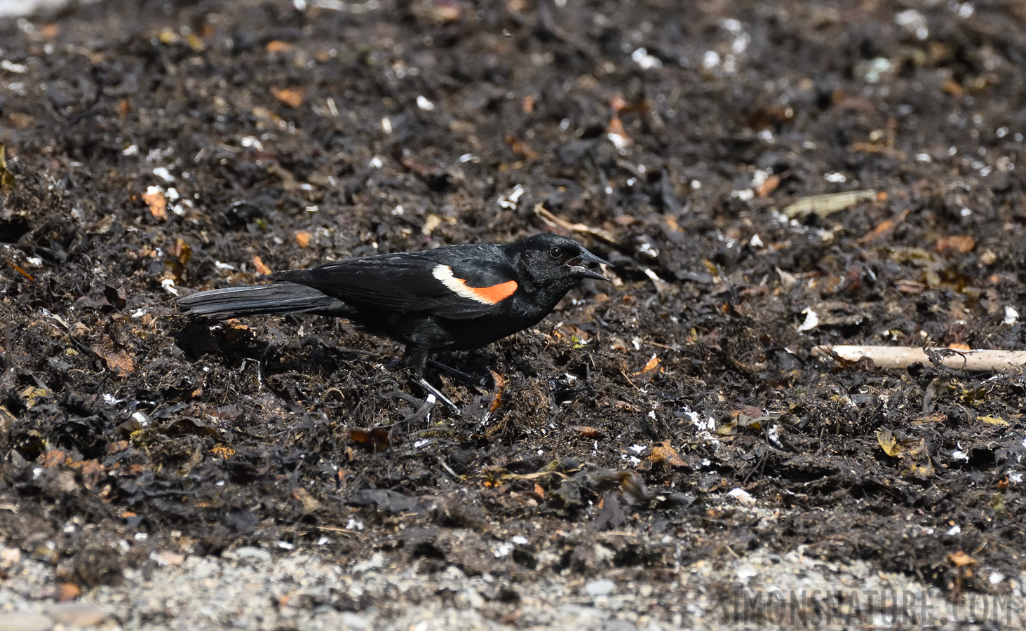 Agelaius phoeniceus phoeniceus [400 mm, 1/3200 sec at f / 7.1, ISO 1600]